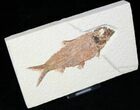 Nice Knightia Alta Fossil Fish - Wyoming #13351-1